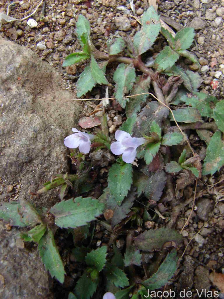 Bonnaya ciliata (Colsm.) Spreng.